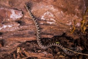 Kolob rattlesnake (3).jpg